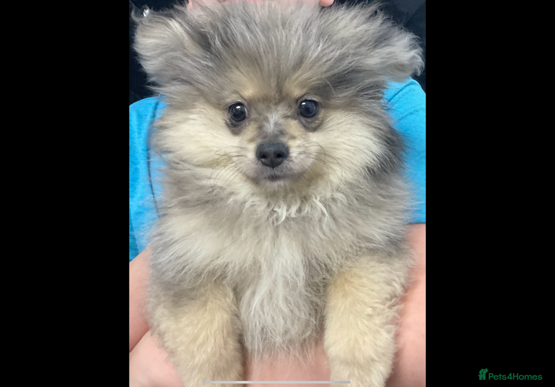Pomeranian dogs for sale: Beautiful pom puppies -fully vaccinated  - Image 4