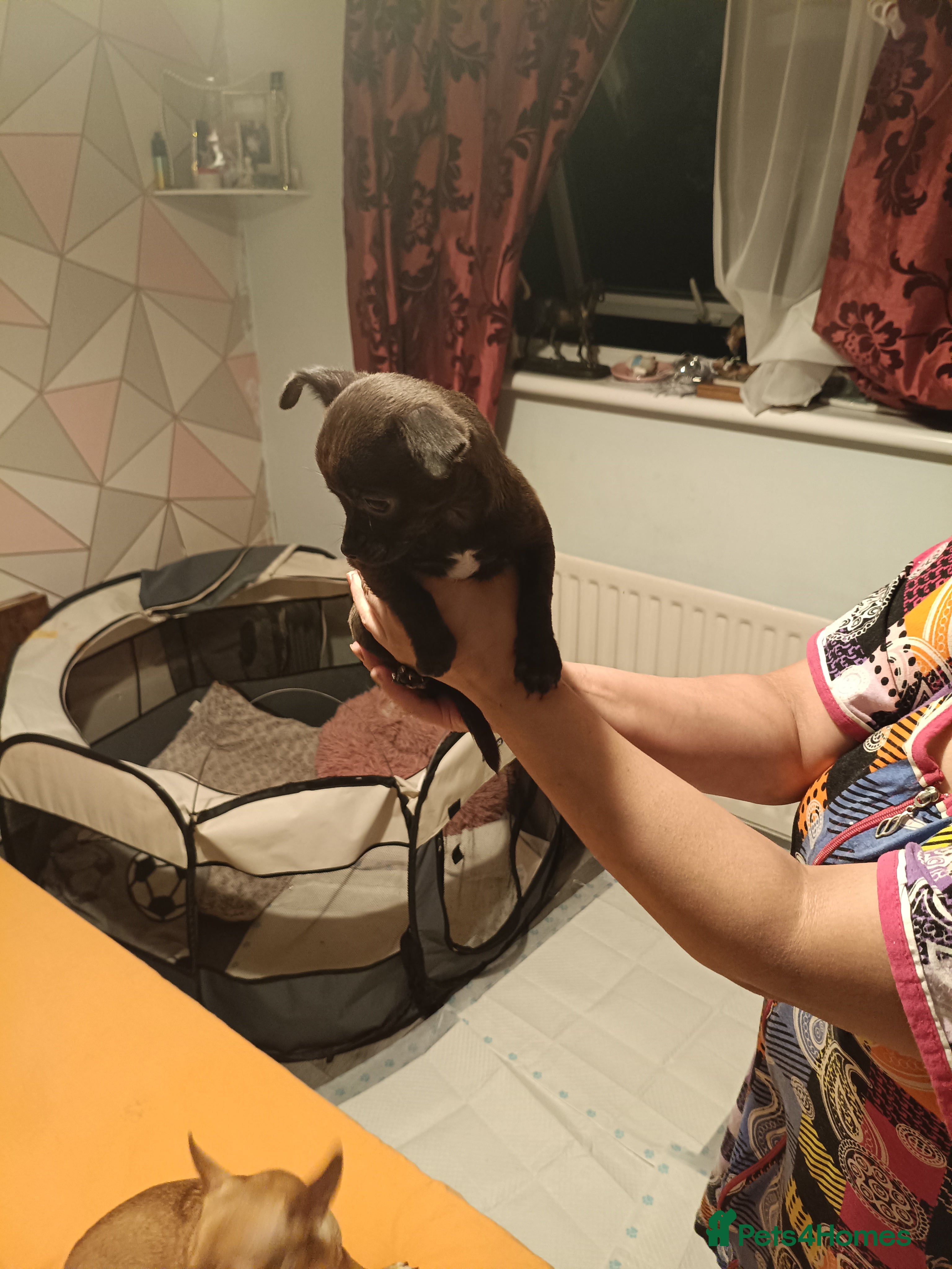 Chihuahua dogs Chihuahua - Advert 16