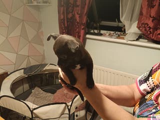 Chihuahua dogs Chihuahua - Advert 8