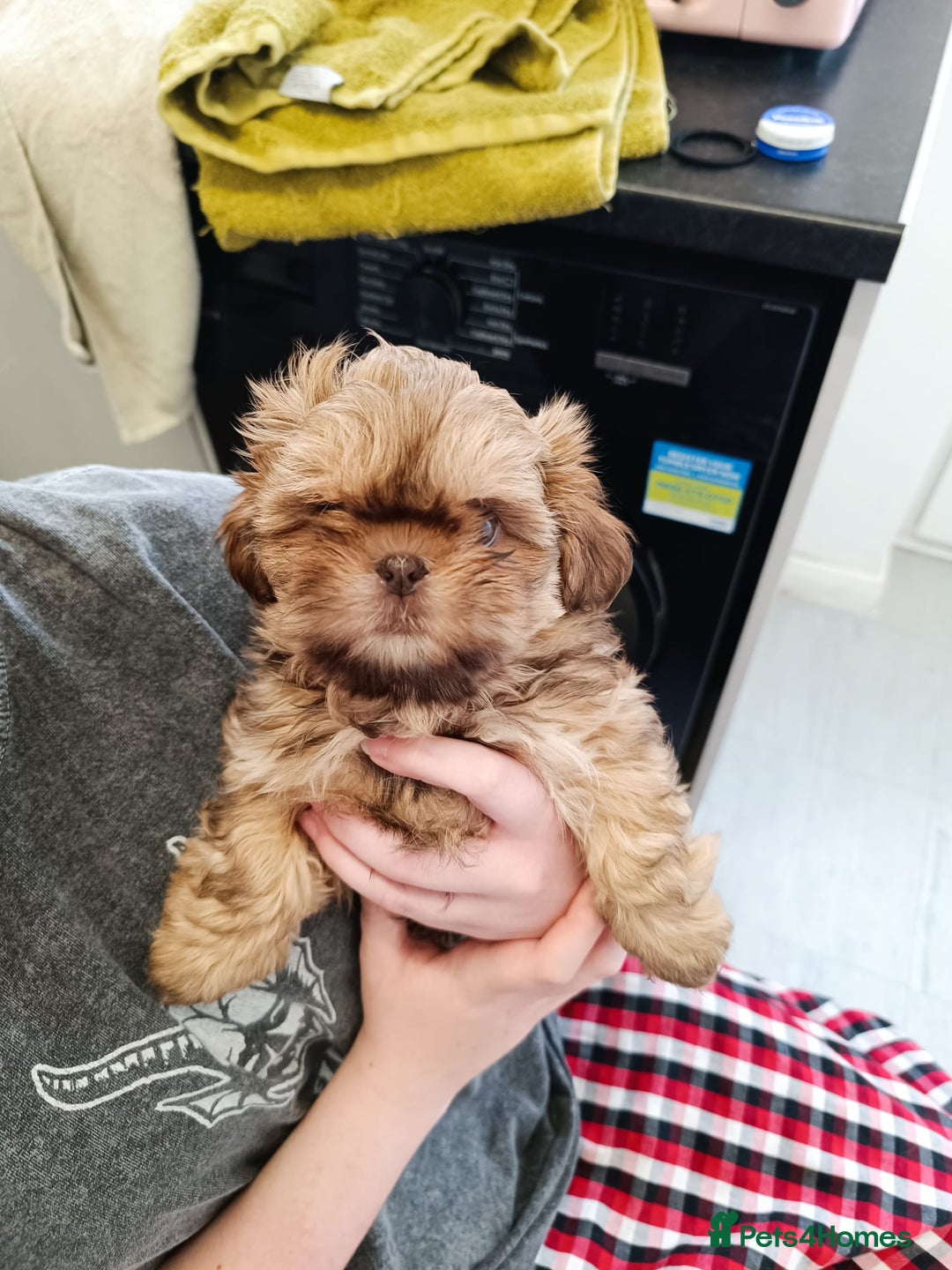 Shih Tzu dogs for sale: Imperial shih-tzus - Advert 9