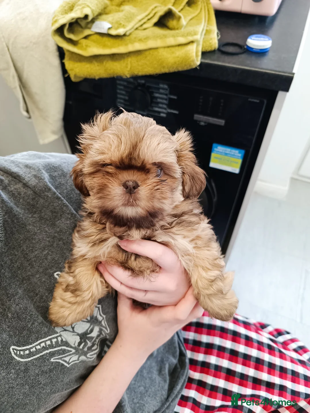 Shih Tzu dogs for sale: Imperial shih-tzus one cream boy left - Advert 10