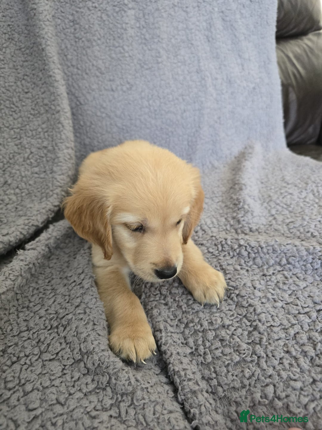 Golden Retriever dogs for sale: Beautiful golden retriever puppies for sale.  - Image 2