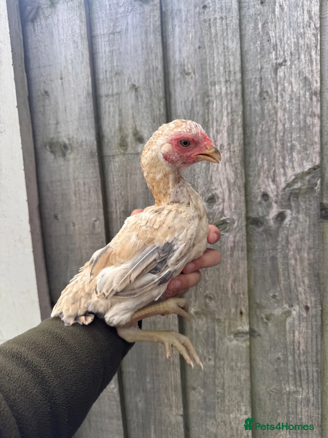 Chickens poultry for sale: Ko shamo pair ready now ! - Advert 2