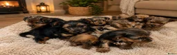 Mixed Breed dogs for sale: Norfolk terrier pups in Dorchester - Advert 2