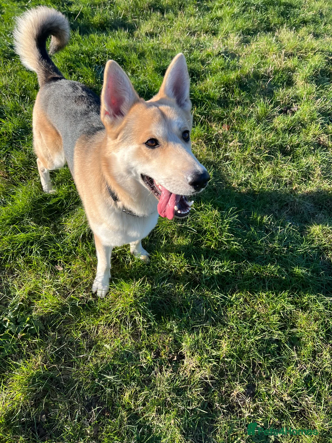 German Shepherd dogs for stud: Exceptional bi-coloured German Shepherd  - Advert 14