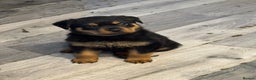 Rottweiler dogs for sale: Beautiful chunky Rottweiler puppies  - Advert 6