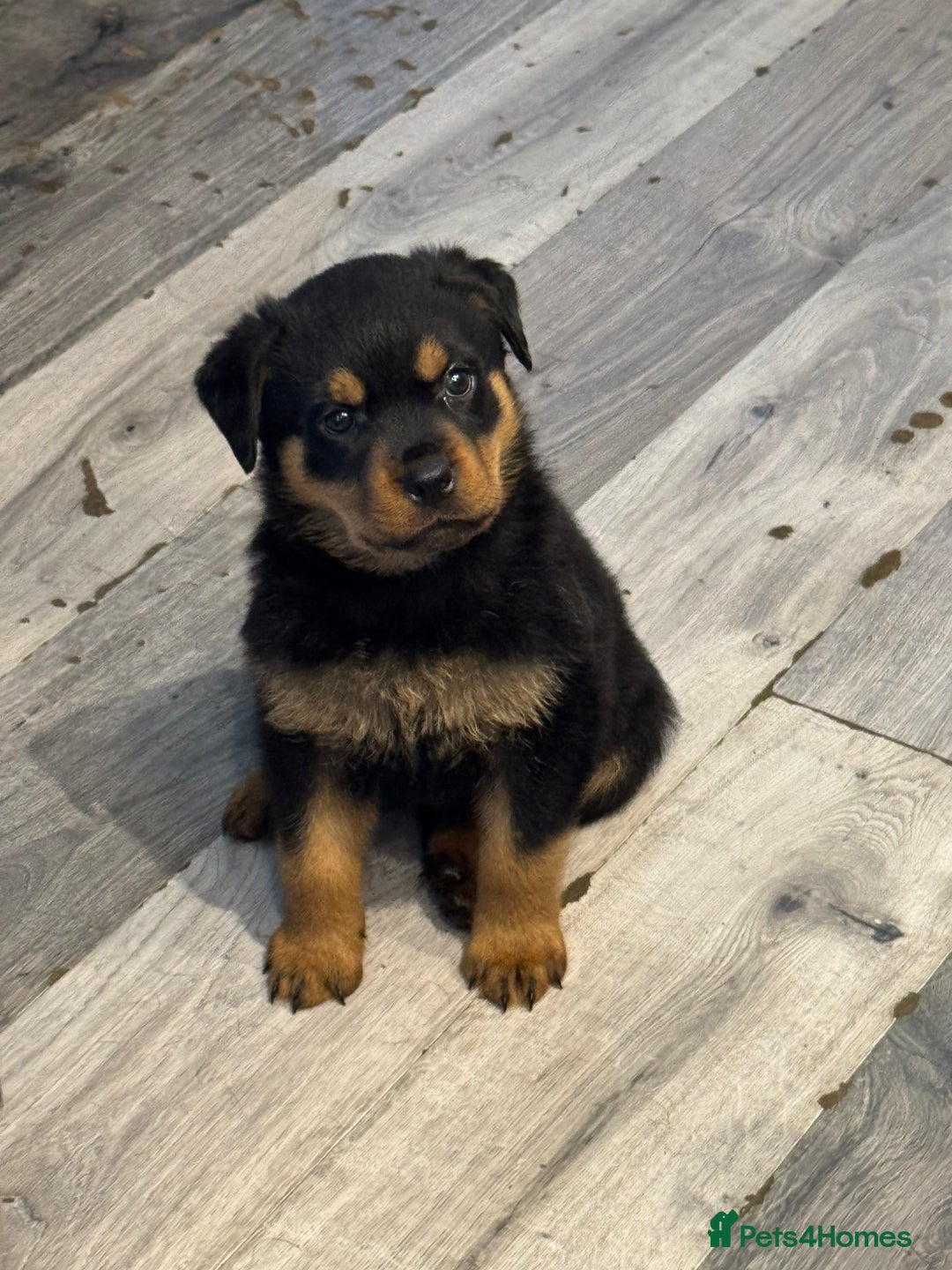 Rottweiler dogs for sale: Beautiful chunky Rottweiler puppies  - Advert 6