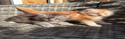 Maine Coon cats for sale: Gorgeous MaineCoon Kittens - Advert 4