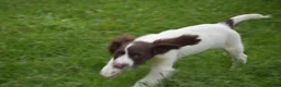 English Springer Spaniel dogs for sale: Working English springer spaniels  - Advert 31
