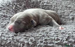 Whippet dogs for sale: 6 Gorgeous KC Reg Whippet Girls - Image 7