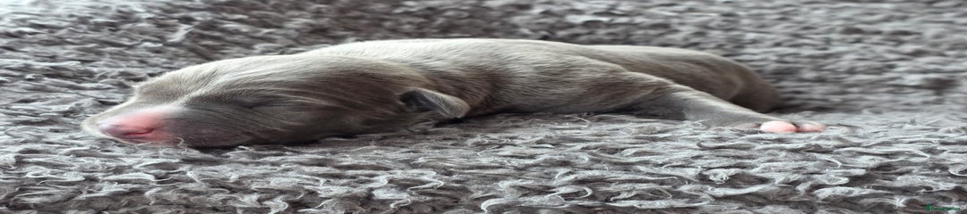 Whippet Puppy 6