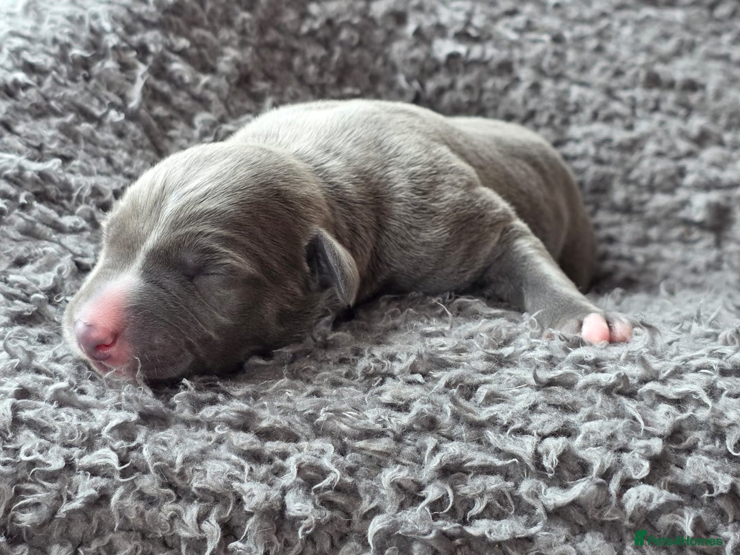 Whippet dogs for sale: 6 Gorgeous KC Reg Whippet Girls - Image 7