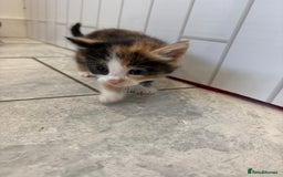 Mixed Breed cats for sale: 5 Beautiful Ragdoll/Tabby Kittens  - Image 10