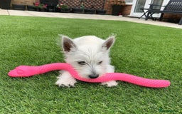 West Highland Terrier dogs for sale:  West Highland White Terrier - Image 5