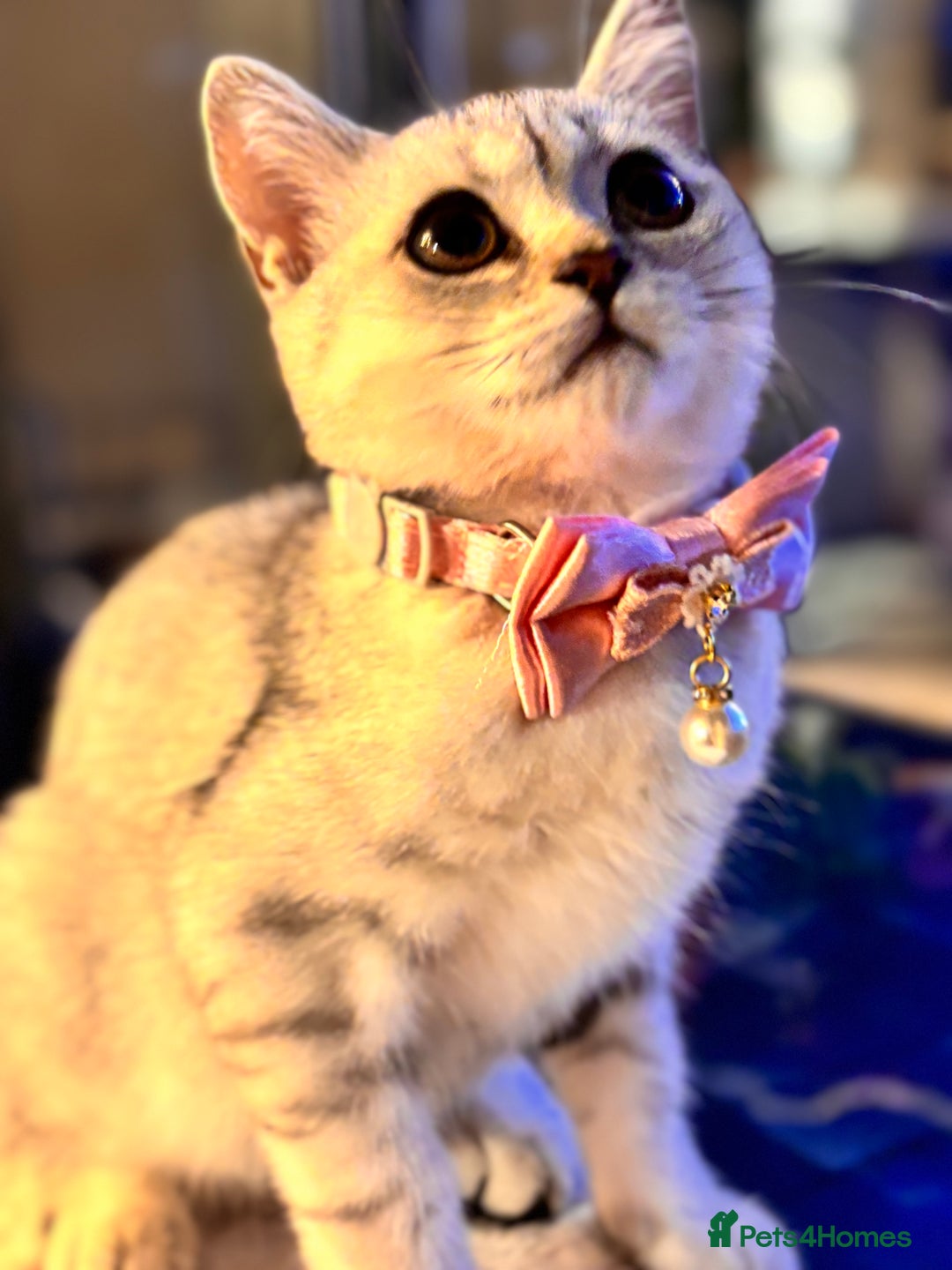 British Shorthair cats for sale: 🐾🌟 Stunningly Rare Silver Tipped (ns12) BSH 🌟🐾 - Image 37
