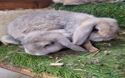 French Lop rabbits for sale: Giant French lops  - Image 1