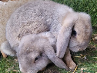 French Lop rabbits for sale: Giant French lops - Advert 2