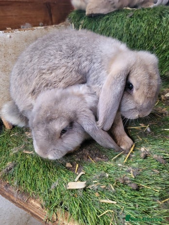 French Lop rabbits - Advert 1