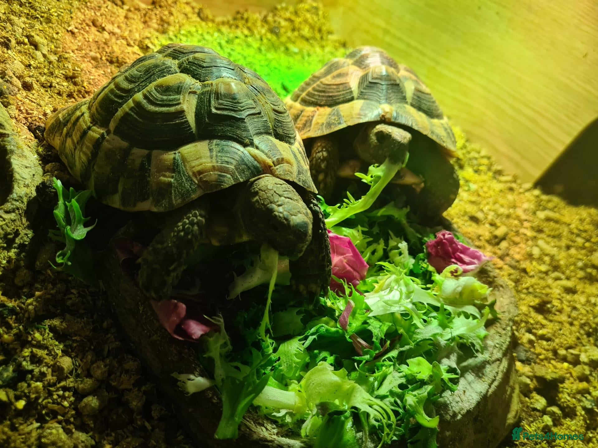 Tortoise reptiles 2 Hermanns Tortoises  - Advert 18