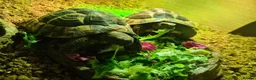 Tortoise reptiles for sale: 2 Hermanns Tortoises  in Leicester - Advert 3