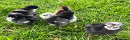 Chickens poultry for sale: 8x Week Old PURE BREED Chicks for sale! - Advert 7