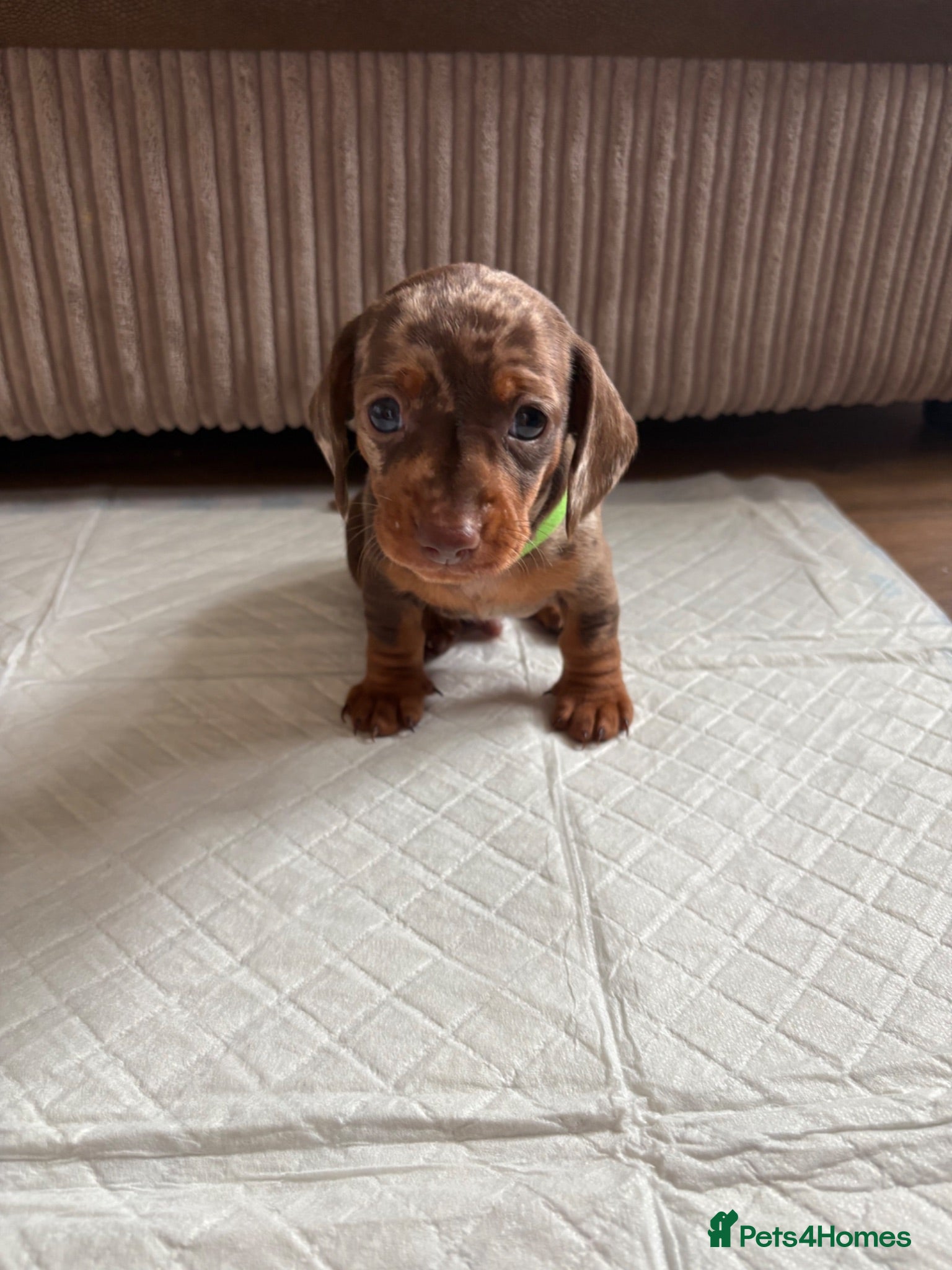 Dachshund dogs Miniature/Half-Miniature Dachshund Puppies  - Advert 7