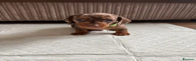 Green Boy