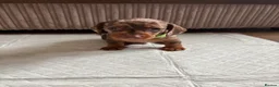 Dachshund dogs for sale: Miniature/Half-Miniature Dachshund Puppies  in Chatham - Advert 1