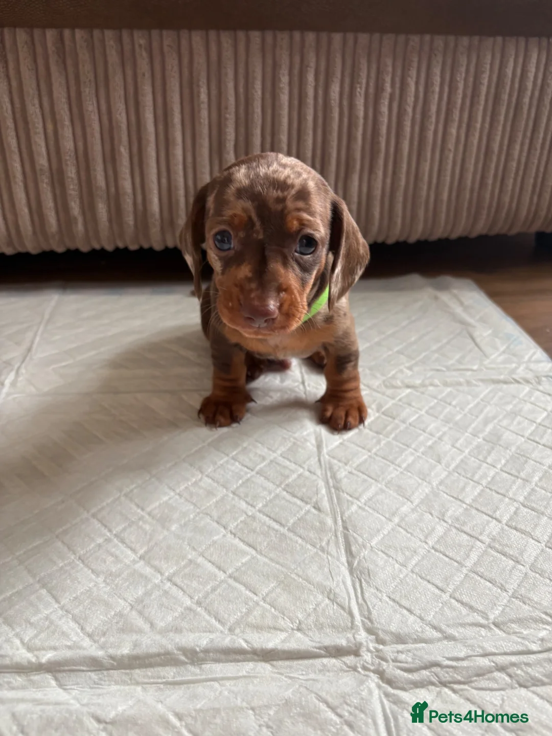 Dachshund dogs for sale: Miniature/Half-Miniature Dachshund Puppies  in Chatham - Advert 1