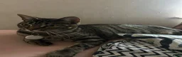 Mixed Breed cats for sale: 3 stunning boy kittens for sale.  - Advert 2