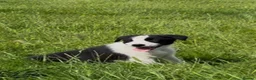 Border Collie dogs for sale: Isds border collie pups  in Batley - Advert 5