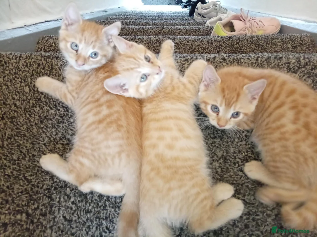 Domestic Shorthair cats for sale: Ginger baby kittens in Stoke-on-Trent - Advert 2