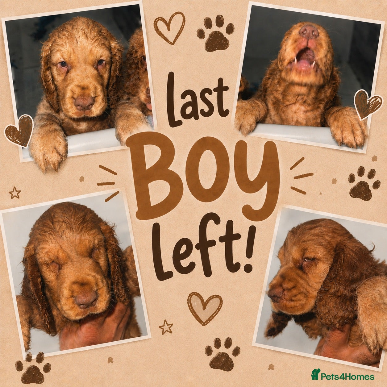 Cocker Spaniel dogs Full pedigree long silky show cocker spaniels  - Advert 4