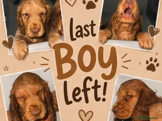 Cocker Spaniel dogs Full pedigree long silky show cocker spaniels - Advert 4