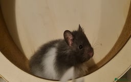 Hamster rodents for sale: Long Haired Syrian Hamster - Image 1