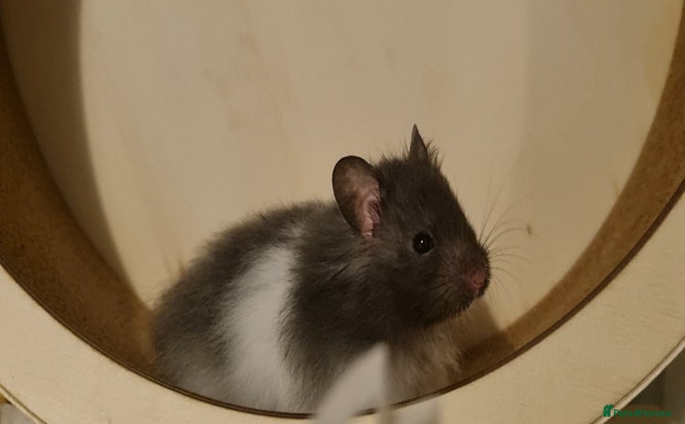 Hamster rodents - Advert 1