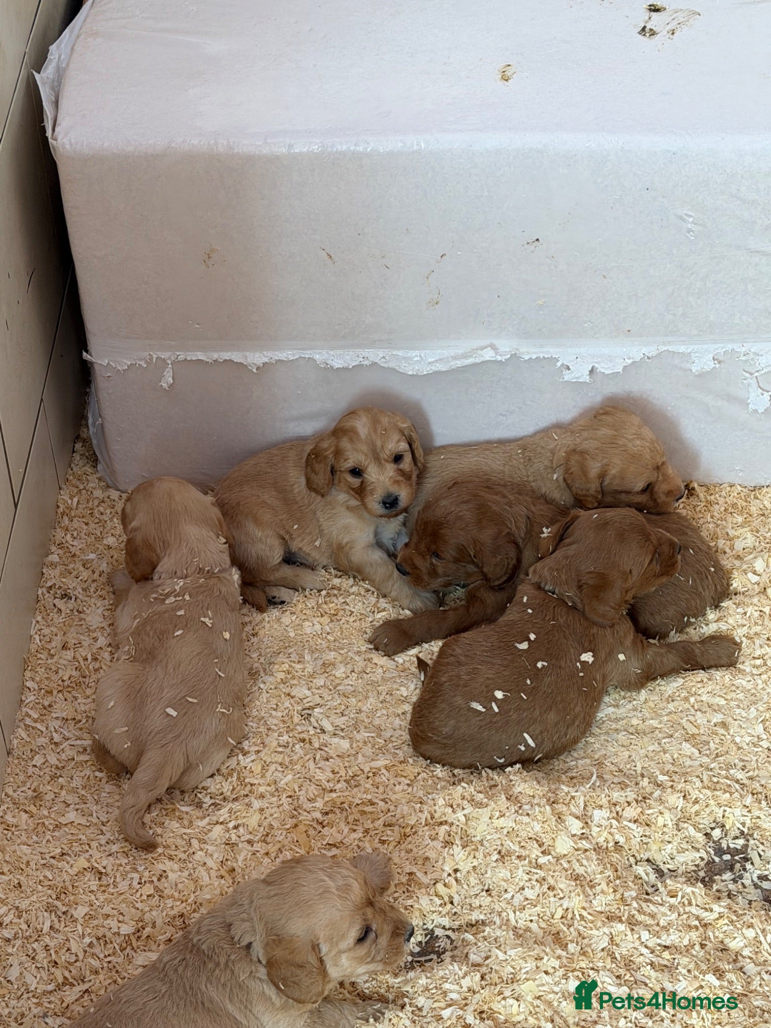 Labradoodle dogs Miniature Labradoodles frm licensed Exp breeder - Advert 2