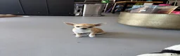 Chihuahua dogs for sale: 4 smooth coat apple head Chihuahua puppies - Advert 10