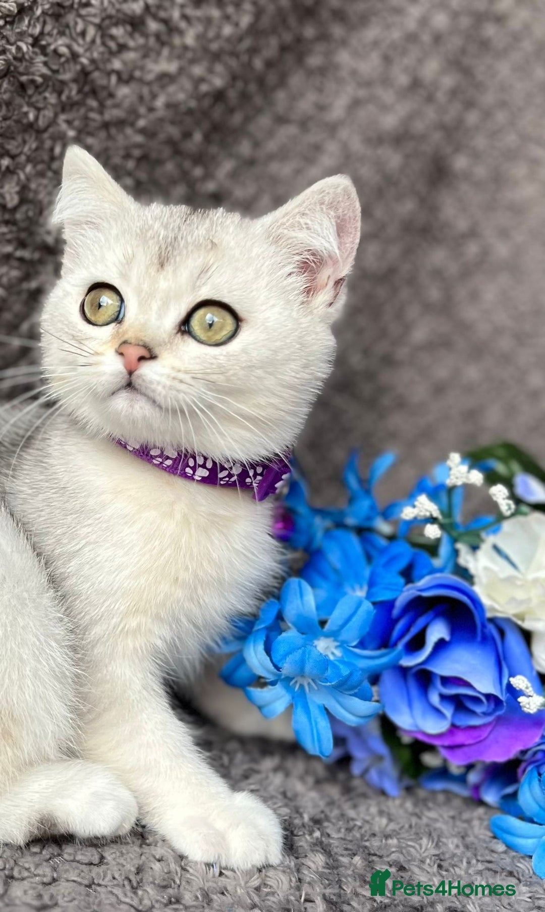 British Shorthair cats for sale: TICA registered British Shorthair kittens - Image 5