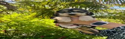 Cocker Spaniel dogs for sale: ***BEAUTIFUL KC REG SHOW COCKER SPANIEL PUPS*** in Liskeard - Advert 4