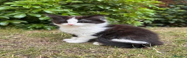 British Longhair Kitten 1