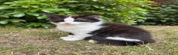 British Longhair cats for sale: Last adorable kitten ready to go - Advert 19