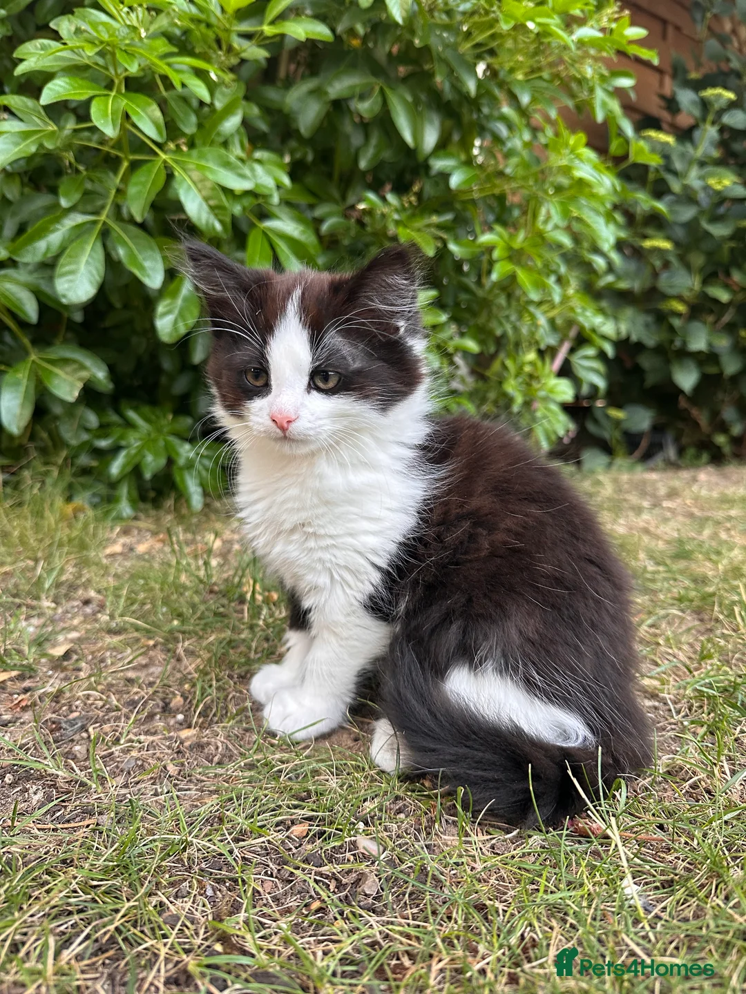 British Longhair cats for sale: Last adorable kitten ready to go - Advert 19