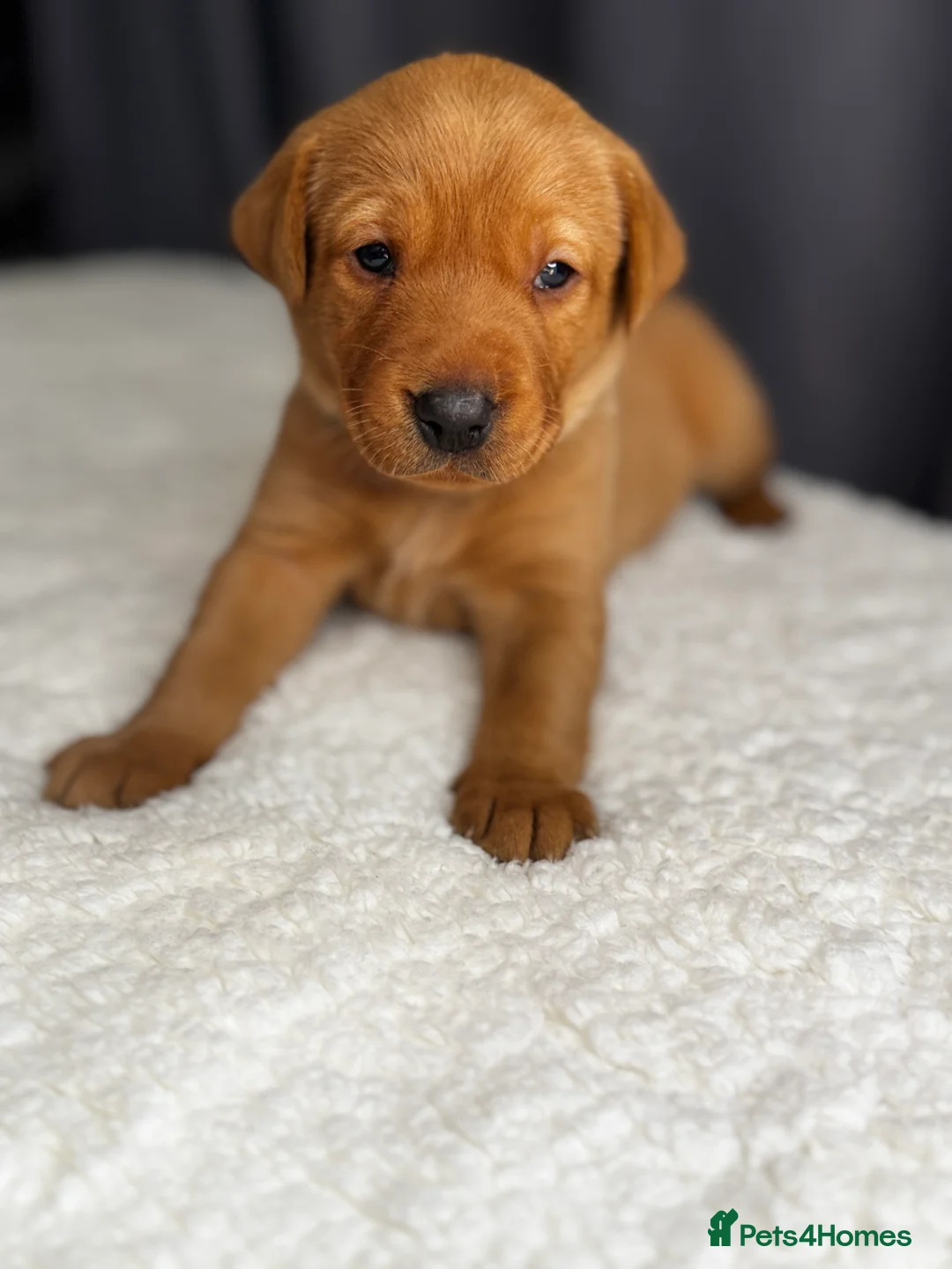 Labrador Retriever dogs for sale: Fox red Labrador puppies  in Maldon - Advert 2