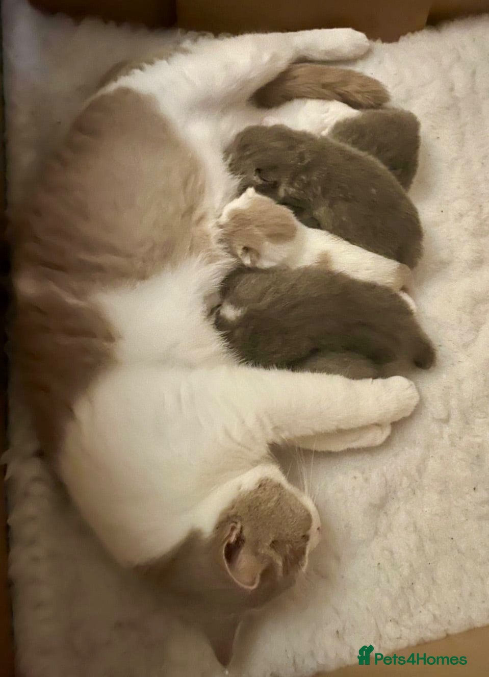 British Shorthair cats British ShortHair Kittens Father a Grand Champion  - Advert 2