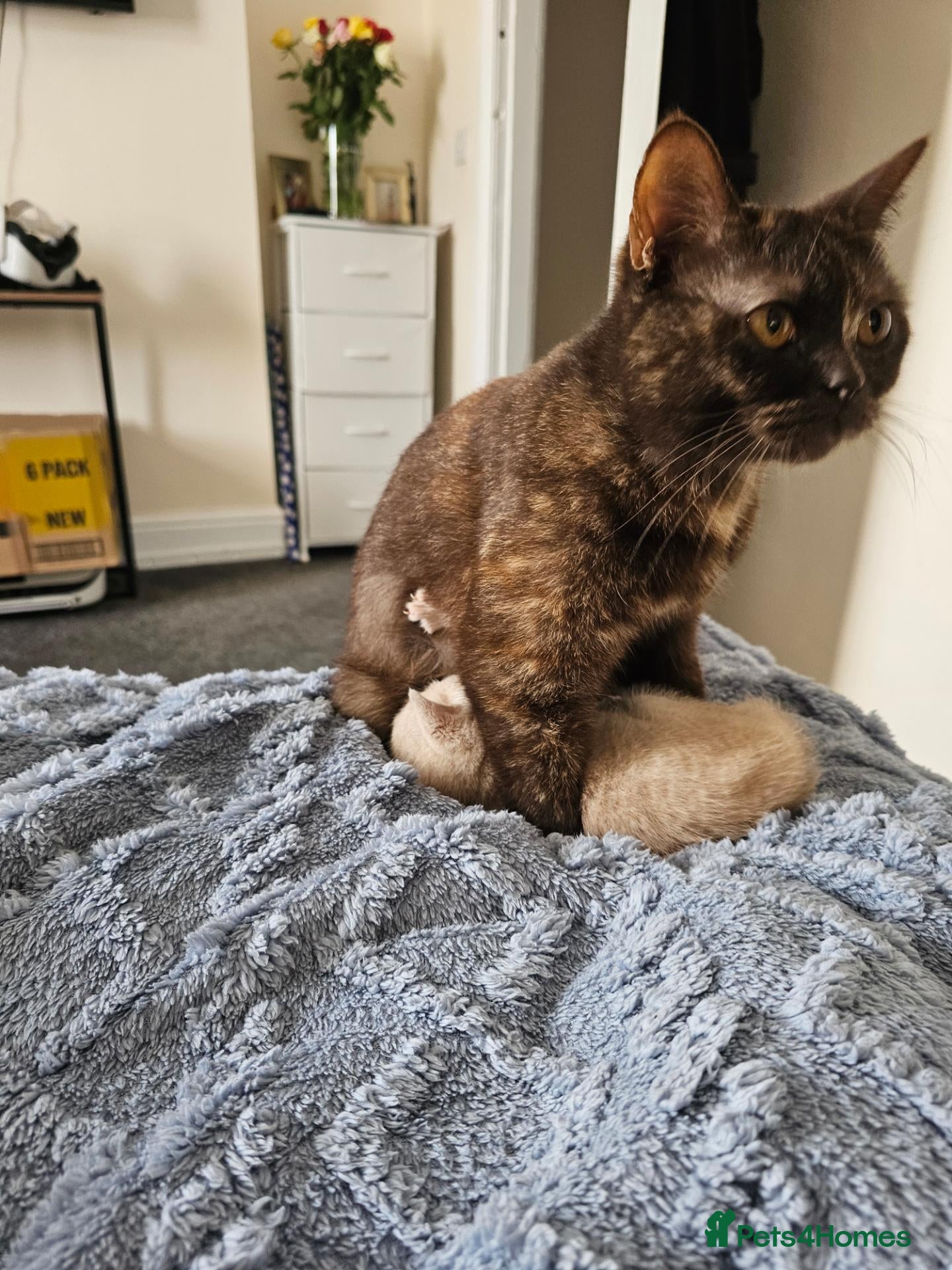 British Shorthair cats for sale: British Shorthair kittens - Advert 1