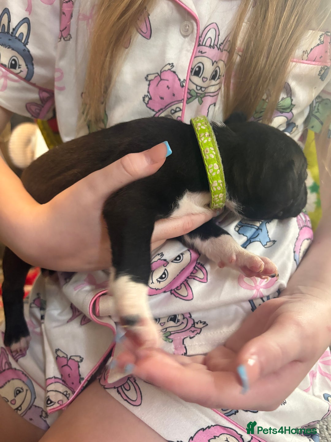 Mixed Breed dogs for sale: Staffy pups - Advert 26