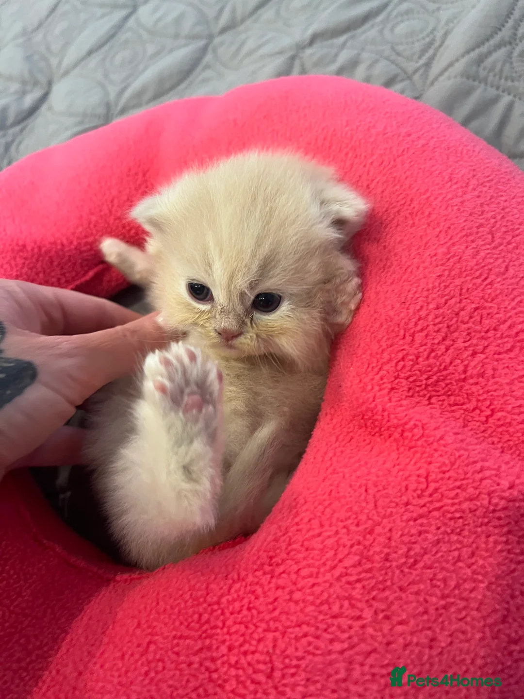 Persian cats for sale: *Last 2* Gorgeous litter of Persians  - Advert 18