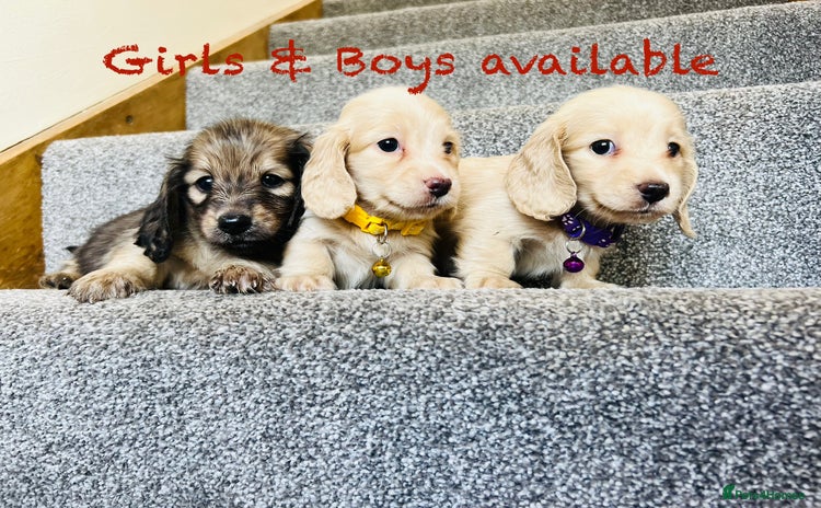 Miniature Dachshund dogs - Advert 3