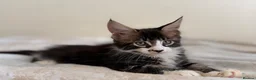 Maine Coon cats for sale: Ready for home pure bred maine coon kittens - Advert 18